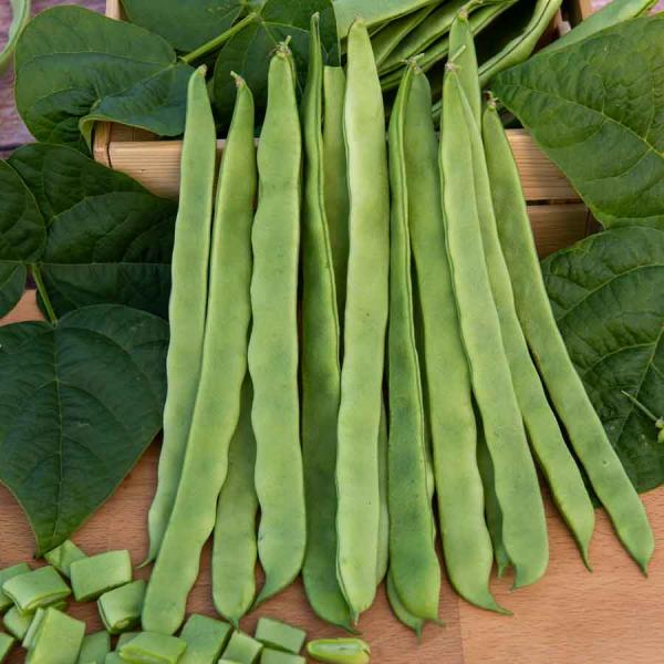 Légumes Secs - Haricot Grimpant Plat Vert Mistica - 10 m - face recto